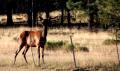 Elk Cow